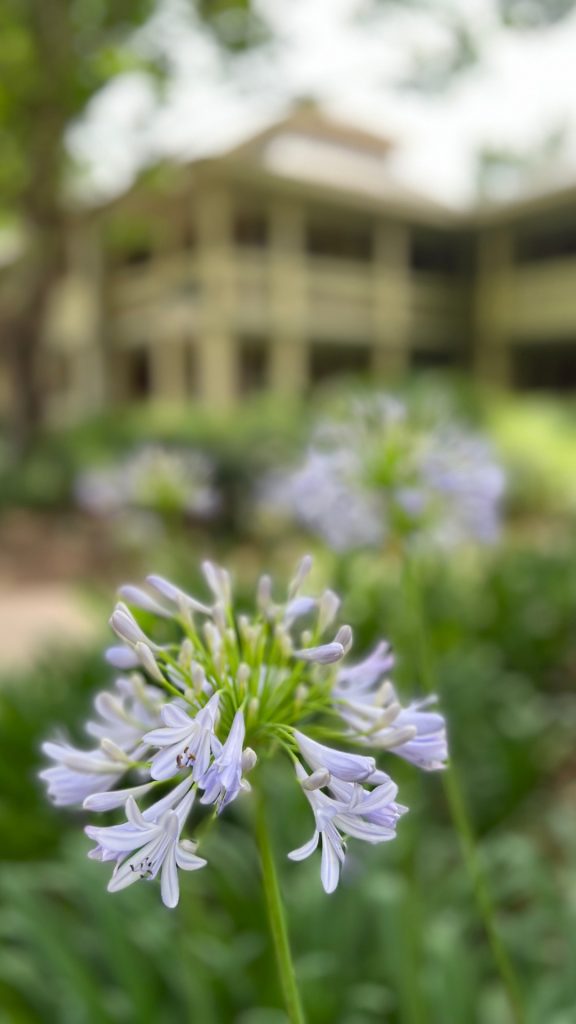 Disney Moderate Resort